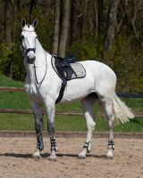Fetlock boots Champion