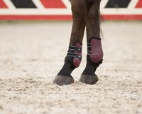 Fetlock boots Champion