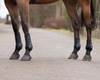 Fetlock boots Champion