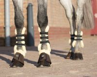 Fetlock boots Ontario