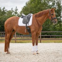 Leg protection front Champion