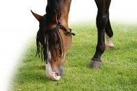 Anti-fly fringe extra