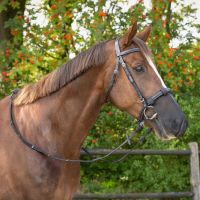 Anti-fly nose protection