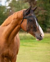 Fly fringe with ears