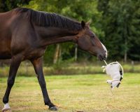 Horse toy