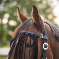 Anti-Fly fringe leather