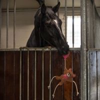Horse toy Valentine