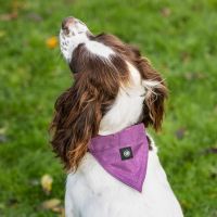 Dog collar with bandana collection