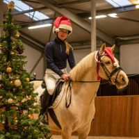 Christmas hat horse