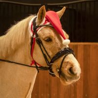 Christmas hat horse