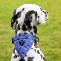 Dog collar with bandana collection