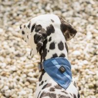 Dog collar with bandana collection