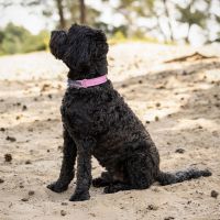 Dog collar collection