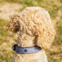 Dog collar collection