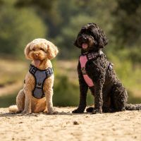 Dog harness collection