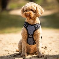 Dog harness collection