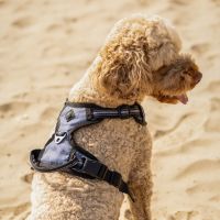 Dog harness collection