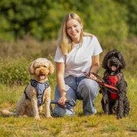 Dog harness collection