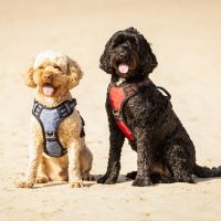 Dog harness collection