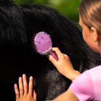 Mane and tail comb Rosalynn