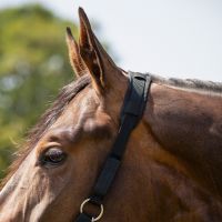 Grazemuzzle fur with nostrils