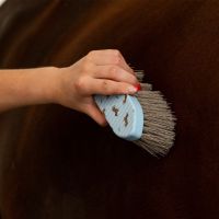 Grooming set Stable buddy