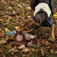 Dog toy collection