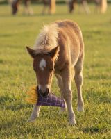 Horse toy Snackcounter