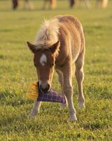 Horse toy Snackcounter