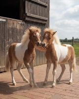 Horse toy Snackcounter