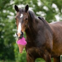 Horse toy Snackcounter
