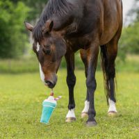Horse toy Snackcounter