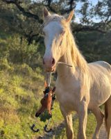 Horse toy Good luck