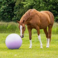 Horse football two-tone