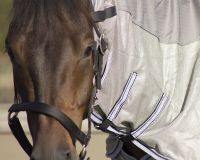 Fly rug Combo with neck