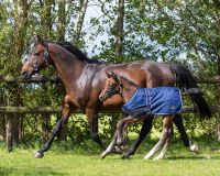 Foal rug turnout 100gr