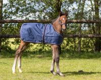 Foal rug turnout 100gr