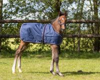Foal rug turnout 100gr