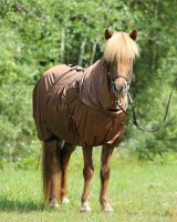 Eczema rug Icelandic