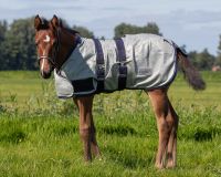Foal fly sheet