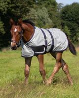 Foal fly sheet