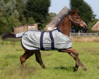 Foal fly sheet