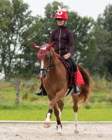 Helmet cover Christmas