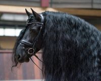 Bridle Selene incl. reins
