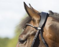 Bridle Sedna incl. reins