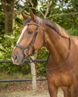 Bridle Devi incl. reins