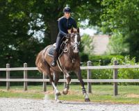 Bridle Ontario incl. reins