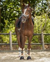 Bridle Ontario incl. reins