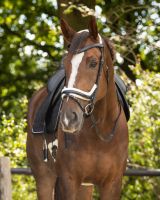 Bridle Ontario incl. reins