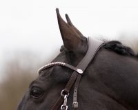Bitless bridle Sunna
